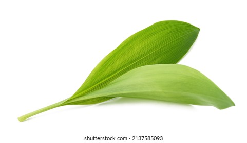 Wild Garlic Leaves Isolated On White Background