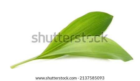 wild garlic leaves isolated on white background