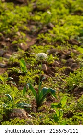 A Wild Garlic In A Lentil Field