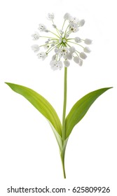 Wild Garlic Plant Isolated On White Background