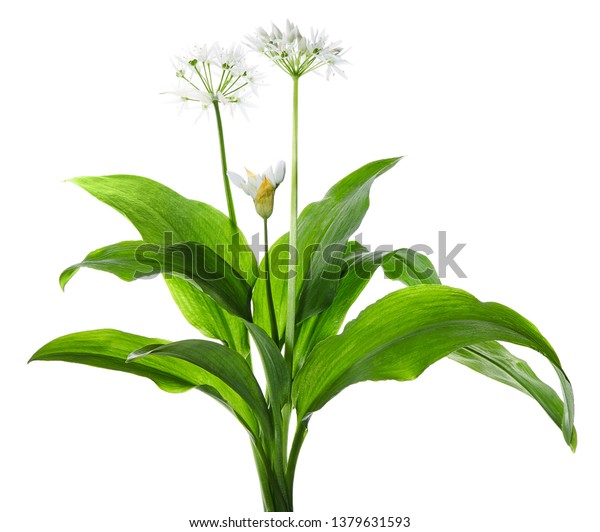 Wild Garlic Ramsons Allium Ursinum Isolated Stock Photo Edit Now