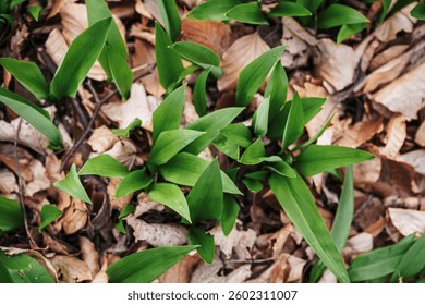 Wild garlic (ramsons) sprouting through dry forest leaves in early spring. Fresh green foliage symbolizing seasonal renewal and wild food foraging