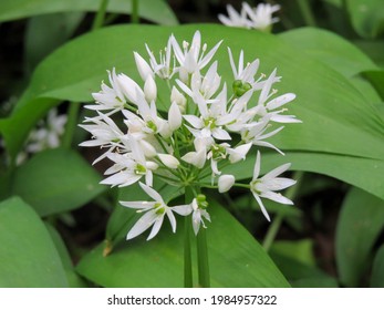 Wild Garlic Versatile Pungent Plant Stock Photo 1984957322 | Shutterstock