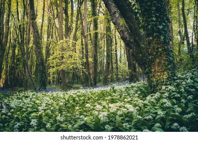 Wild Garlic Woodland Cornwall England Uk 