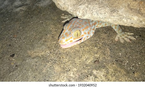 Wild Gecko Hiding Under A Rock