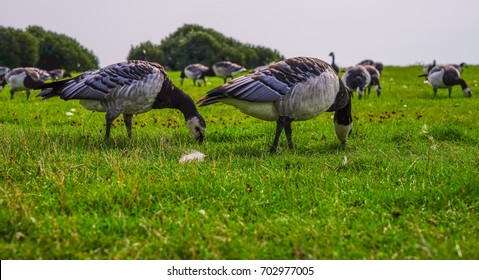 Wild Geese eat in the city