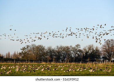 Wild geese in flight and other geese on the ground