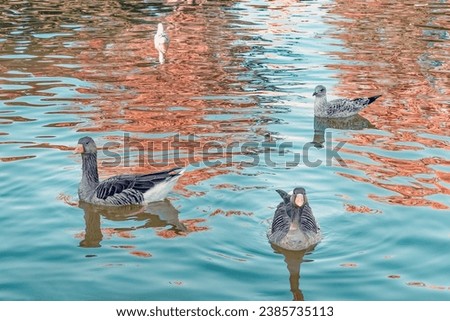 Wild geese and gulls swim on the water surface of the lake with reflections of the blue sky and orange autumn trees in it. Beautiful natural background with wildlife and copy space