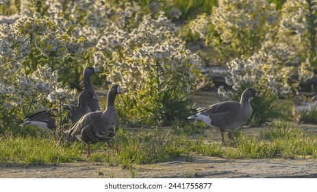 Wild geese searching for food among bushes. Blurred image of tundra vegetation in the background