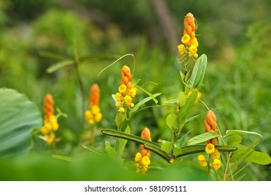 Wild Gelenggang (Cassia Alata) Or Emperor's Candle Stick Flowers In Tropical Swamp. (Selective Focusing)