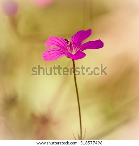 Similar – Image, Stock Photo Flowering Colour photo