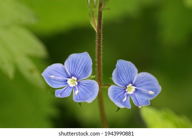 Wild Germander Speedwell In Spring 