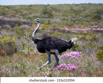 Wild Giant Ostrich Run Away In The Blossoming Fields Near Cape Town . South Africa