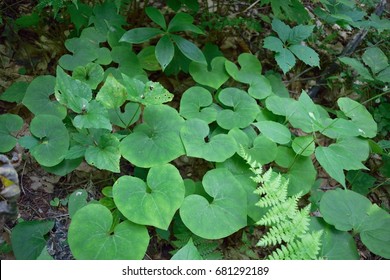 Wild Ginger (Asarum Canadense)