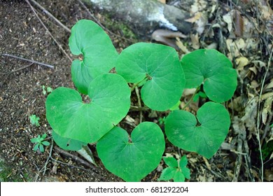 Wild Ginger (Asarum Canadense)