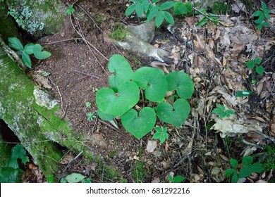 Wild Ginger (Asarum Canadense)