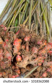 Wild Ginger, Satakha Village, Nagaland