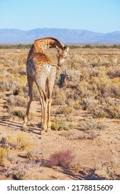 Wild Giraffe Standing Alone In A Dry Landscape And Wildlife Reserve In A Hot Savanna Area In Africa. Protecting Local Safari Animals From Poachers And Hunters With National Parks In Remote The Sahara