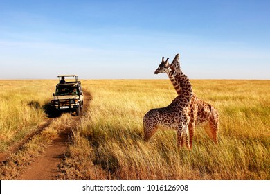  Wild giraffes in african savannah. Tanzania. National park Serengeti.