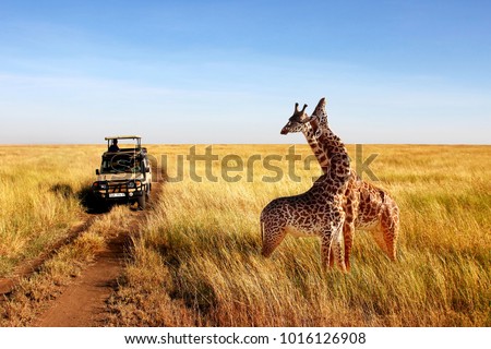  Wild giraffes in african savannah. Tanzania. National park Serengeti.