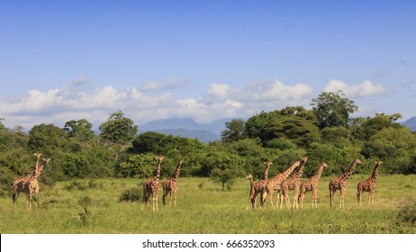 Wild Giraffes In Meru National Park, Kenya