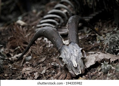 Wild Goat -  Alpine Ibex Skull And Bones In Nature