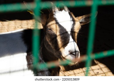 Wild goat in captivity. Goat close-up behind the bars of the cage in the zoo. Locked animal.