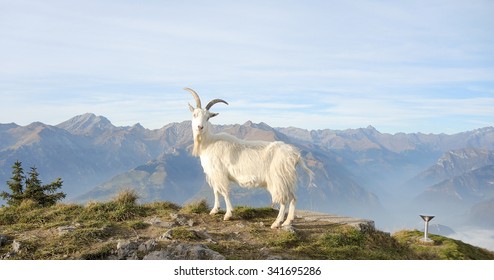 公山羊 の画像 写真素材 ベクター画像 Shutterstock