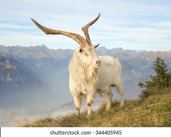Wild goat grazing in the meadows on the Italian Alps. Mountain natural environment