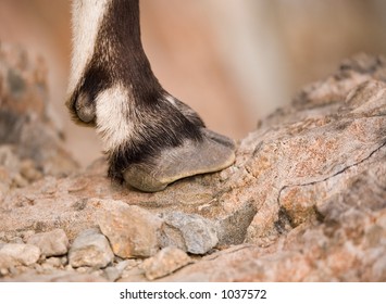 Wild Goat Hoof