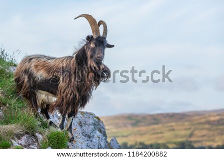 Wild Goat, , Islay, Inner Hebrides, West Coast of Scotland