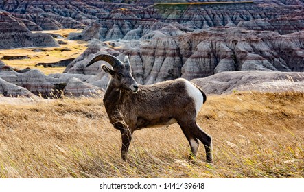 Wild Goat On Badlands SD