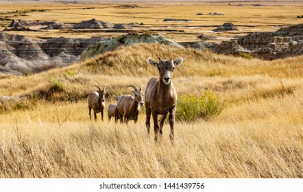 Wild Goat On Badlands SD