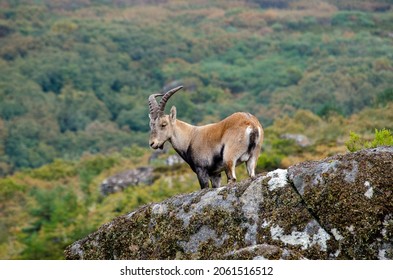 Una cabra salvaje parada en la roca, con aspecto tranquilo y relajado. Parque Nacional Peneda Geres. Portugal. Capra pyrenaica lusitanica. Concepto de conservación.