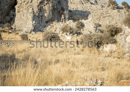Wild goats graze near Lardos hill in August. The wild goat or common ibex, Capra aegagrus, is a wild goat species. Lardos, Rhodes Island, Greece