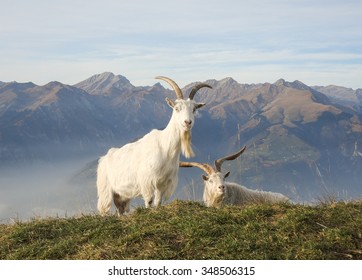 Wild goats grazing in the meadows on the Italian Alps. Mountain natural environment