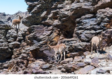 wild goats in Sierra Nevada national park, Andalusia, Spain - Shutterstock ID 2056649261