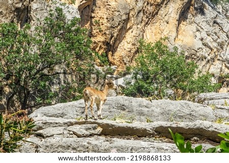 wild goats at the taurus mountains, Antalya, Turkey
