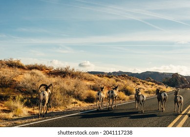 The Wild Goats Walk In The Desert In The Valley Of Fire, Nevada, USA