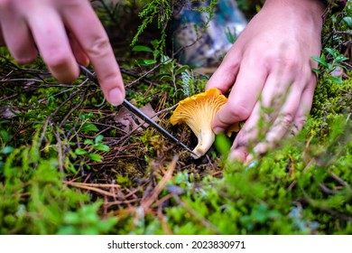 Wild golden chanterelle mushrooms in the forest. Mushroom picking. Defocused