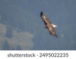 Wild Golden eagle (Aquila chrysaetos) in fligh over the valley, Italian Alps, July, Horinzontal. Bird of prey with spread wings. 