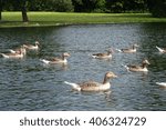 wild goose