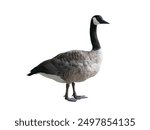  wild goose (Branta canadensis) isolated on white background