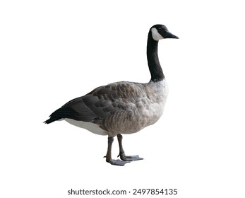  wild goose (Branta canadensis) isolated on white background