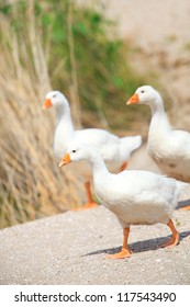 Wild Goose Chase At Farm