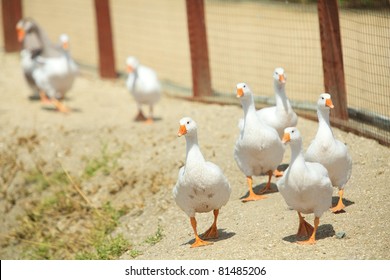 Wild Goose Chase At Farm