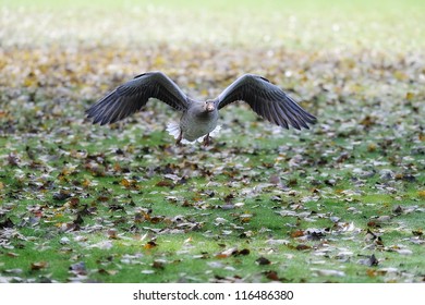 Wild Goose Chase In Flight