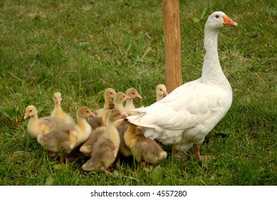 Wild Goose Chase On Green Lawn