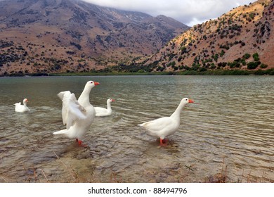 Wild Goose Chase On The Lake