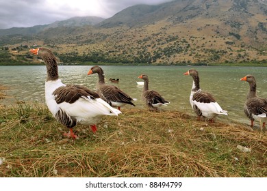 Wild Goose Chase On The Lake